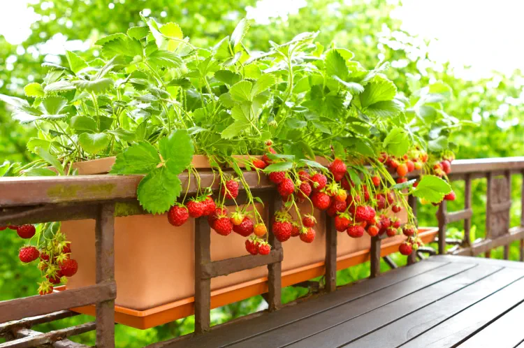 Strawberry Growing Tips: Feeding Your Plants to get more Strawberries